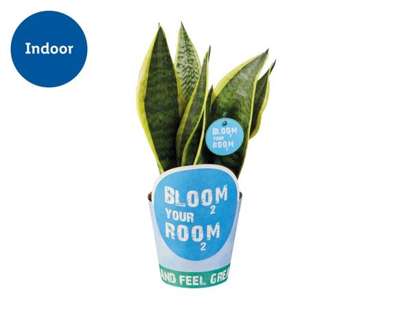 House Plants 'Bloom your Room'