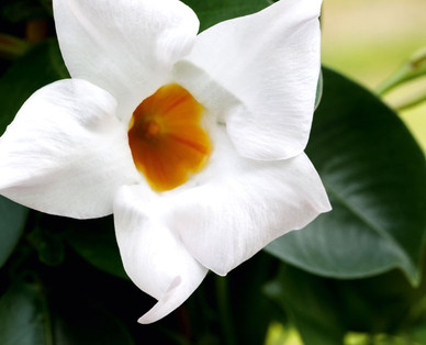 Dipladenia