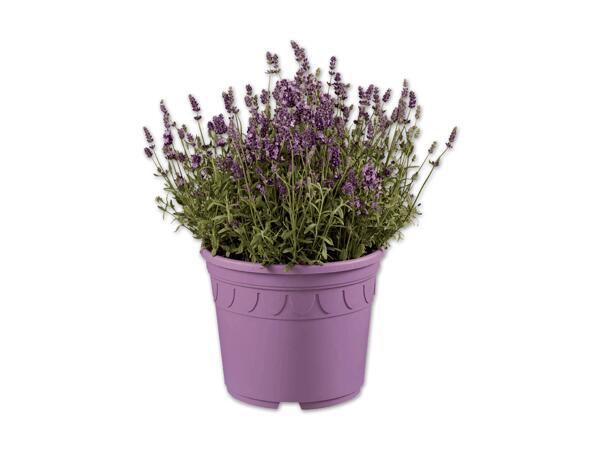 Lavendel angustifolia