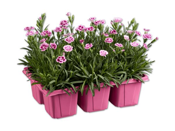 Dianthus Pink Kisses(R) 6er Tray