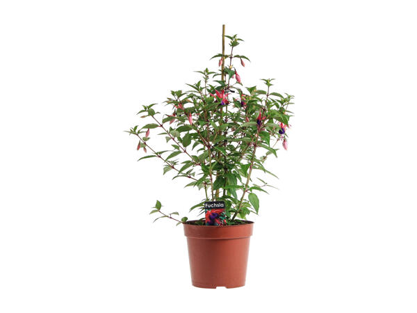 Fuchsia
