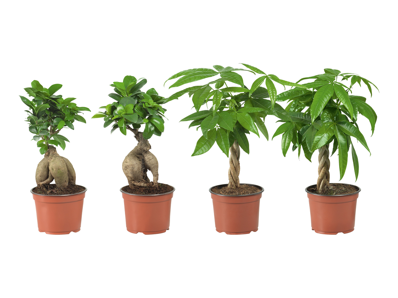 Ficus ginseng et pachira