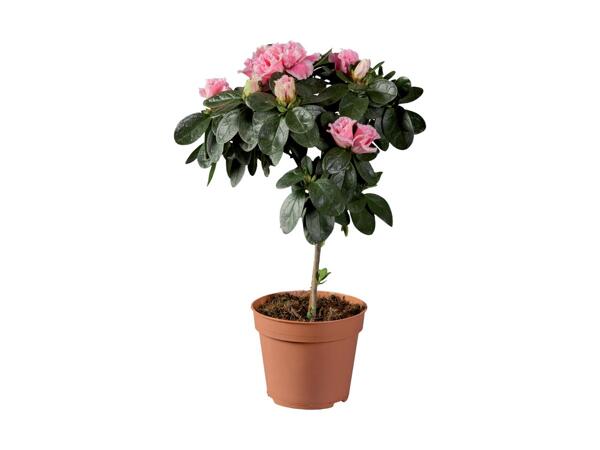Azalea on Stem