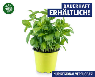 NATUR AKTIV BIO-Basilikum