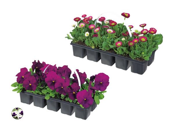 Fleurs printanières