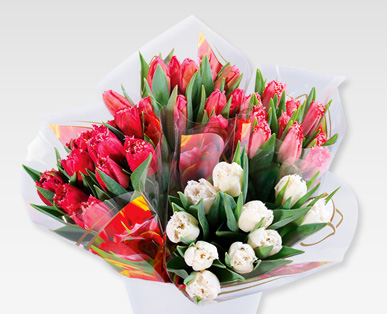 Tulipani