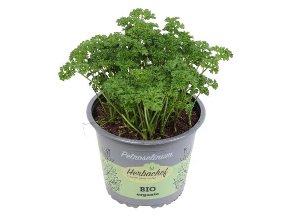 Potted Herbs