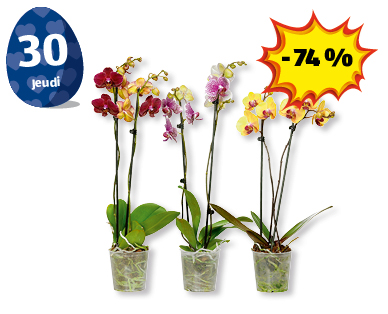 Phalaenopsis