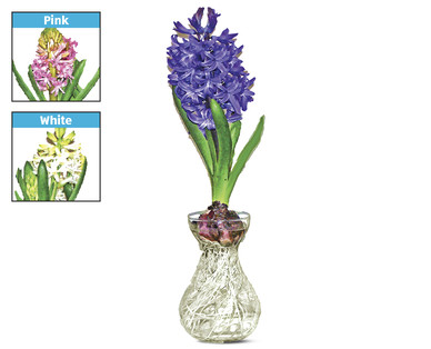 Hyacinth in Glass Vase