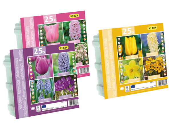 Frühjahrsblumenzwiebel