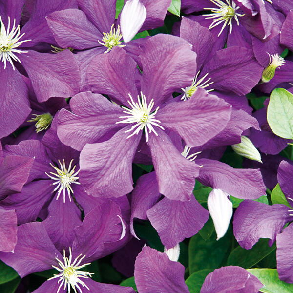 Blühende Clematis XL "Waldrebe"