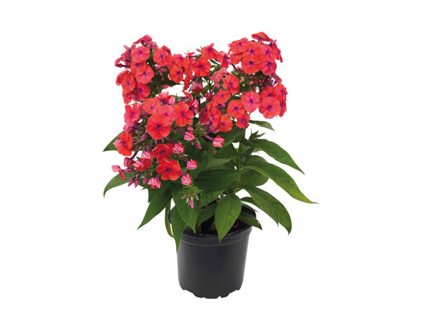 Phlox Flame