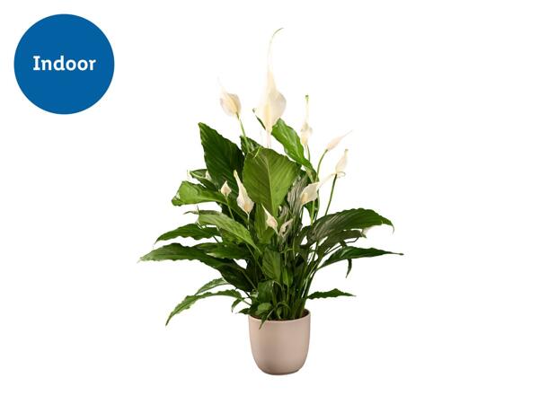 Peace Lilly