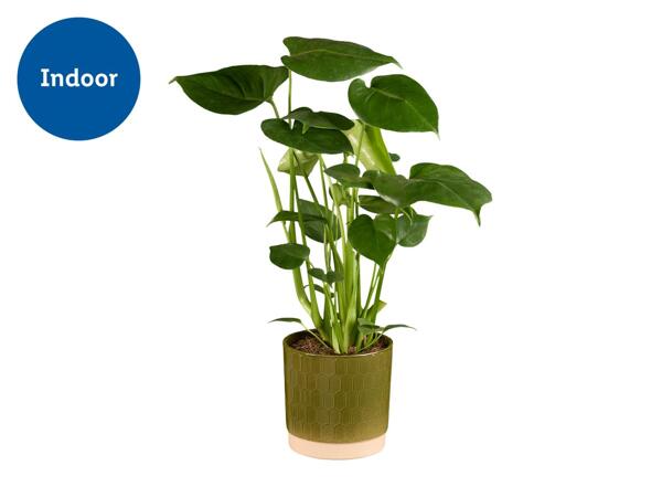 Monstera In Green Ceramic