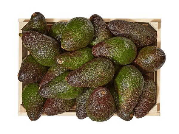 Avocat