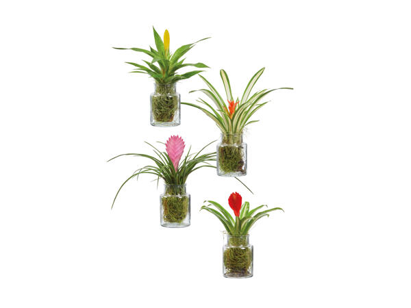 Bromelia i glas
