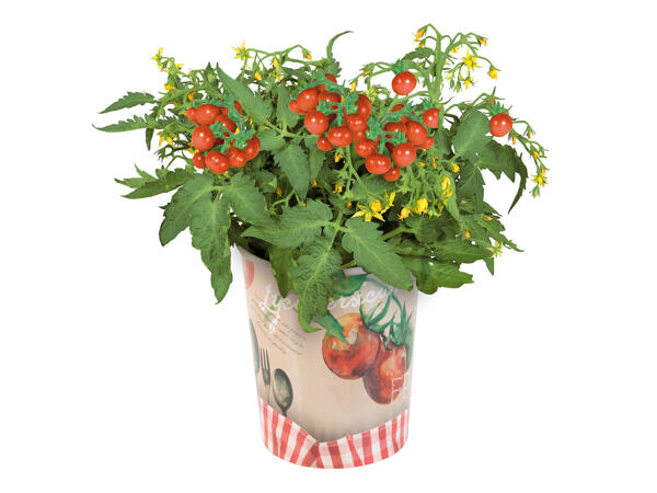 Assorted Fruit Plants