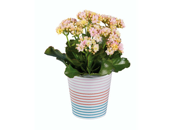 Kalanchoé dans un pot en céramique
