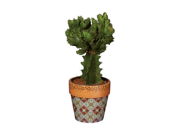Talavera Houseplant