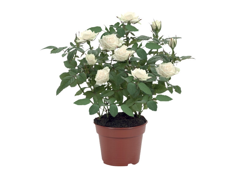 Mini Rose