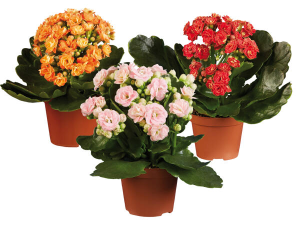 Mini Kalanchoe