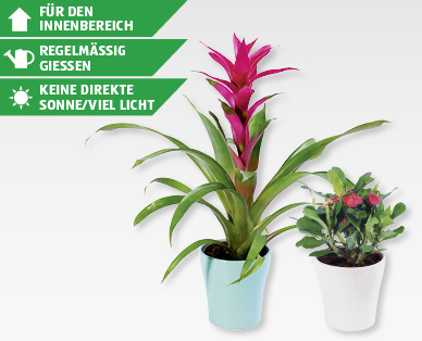 GARDENLINE(R) Exotische Blühpflanze
