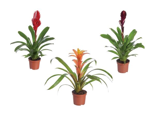 Bromelien-Mix Eco