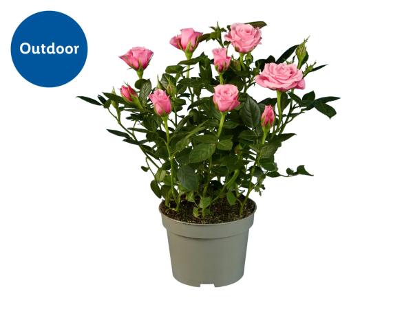 Mini Rose