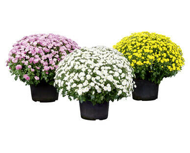 CHRYSANTHEMEN-BUSCH