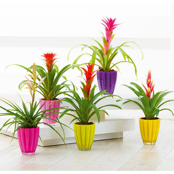 Luxus Bromelien