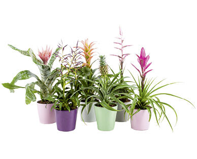 BROMELIEN IM ÜBERTOPF