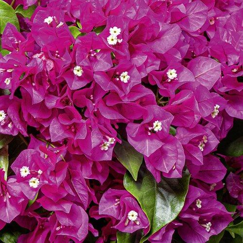 Bougainvillea*