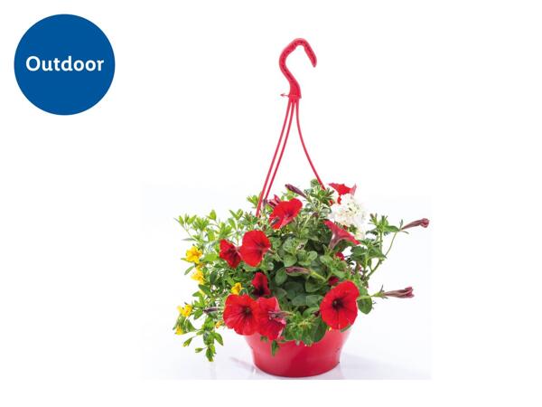 Colourful Hanging Baskets
