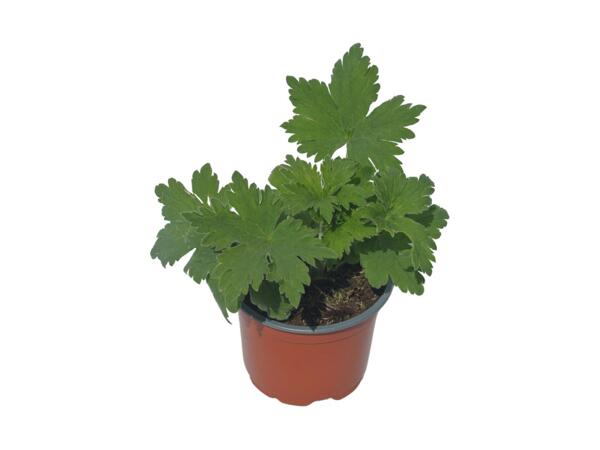 Delphinium Excaliber