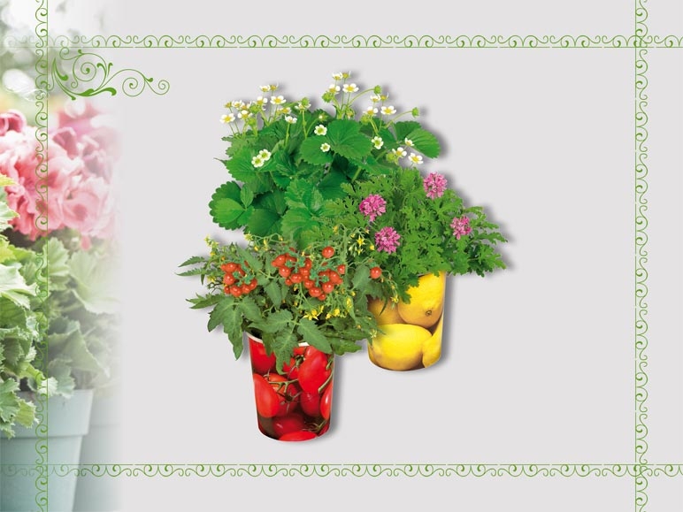 Plantes fruitières dans un gobelet (dès 18.4.)