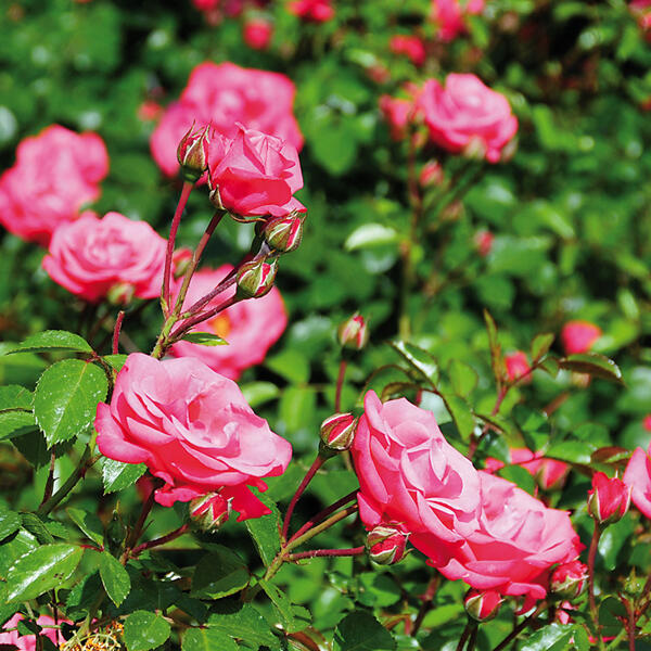 Rosen in Schale