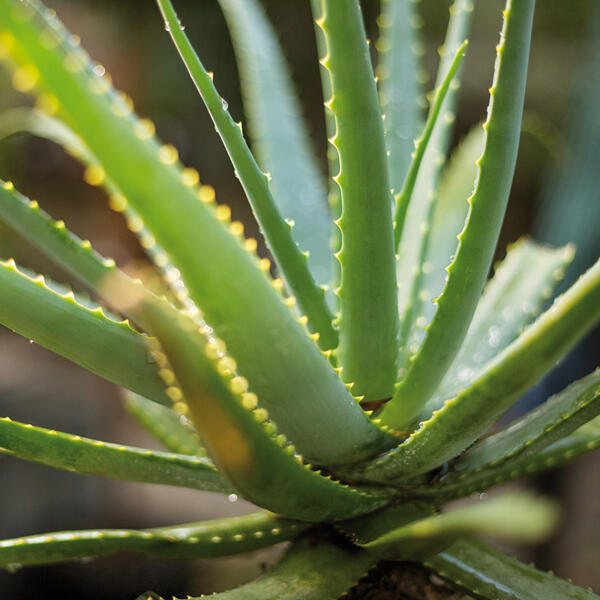 Aloe Vera