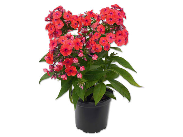 Phlox - Flammenblume