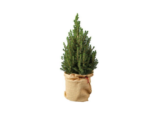 Christmas Tree In Jute Sack
