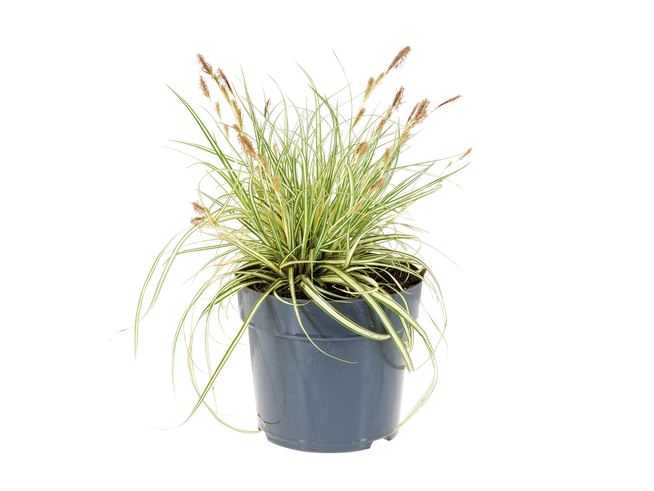 Ornamental Grass1