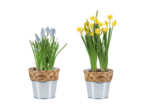 Bulbes à fleurs dans un pot végétal