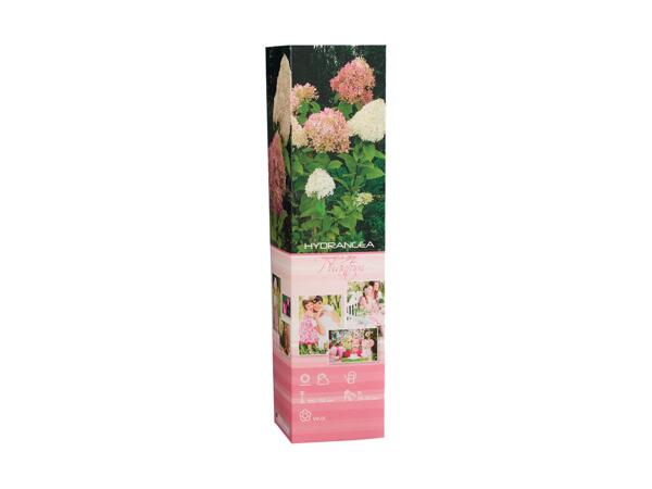 Spring Hydrangea in Box