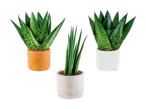 Plante "easy care" dans un pot en céramique