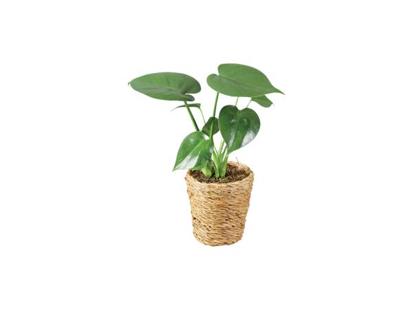 Green plants