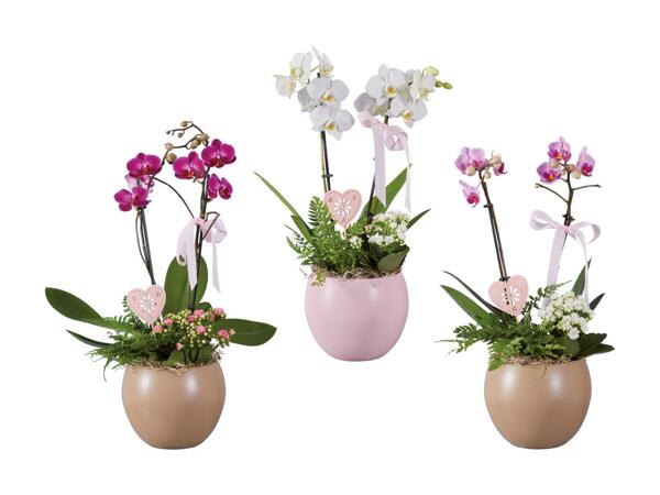Phalaenopsis-­Arrangement im Kugeltopf