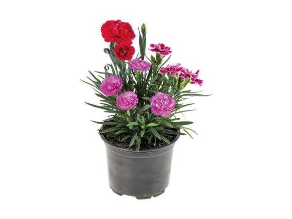 3-farvet nellike