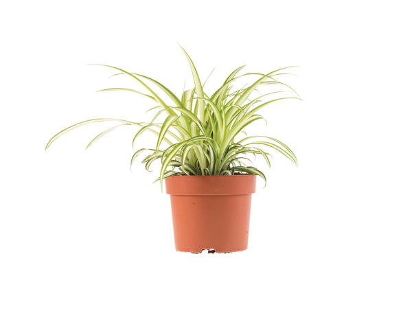 Air-Purifying Plant