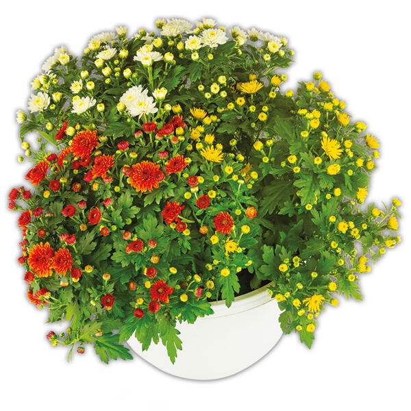 Trio Chrysantheme multiflora