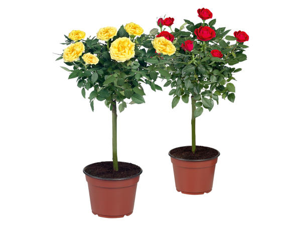 Rose on Stem