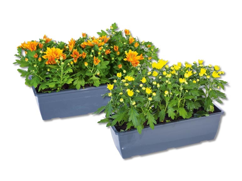 Chrysanthèmes en jardinière (dès le 8.10.)